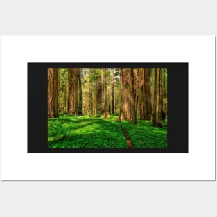 Redwood Forest Posters and Art